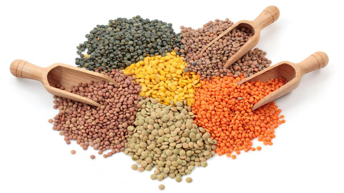 Lentil