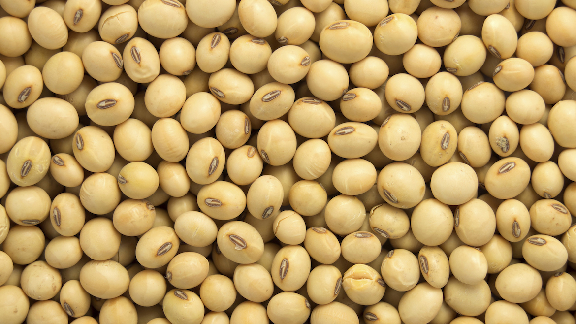 Soyabean